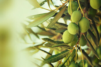 Olive Tree Two X Plants In 4 L Pots, 5 of 6