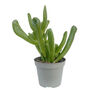 Money Tree Jade Plant Gollum Succulent House Plant, thumbnail 5 of 5