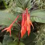 Garden Perennial Fuchsia 'Thalia' One X One Litre Pot, thumbnail 2 of 3