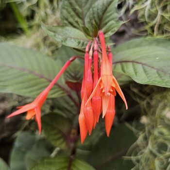 Garden Perennial Fuchsia 'Thalia' One X One Litre Pot, 2 of 3