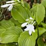 Hosta 'Royal Standard' One X Plant In A One Litre Pot, thumbnail 3 of 5