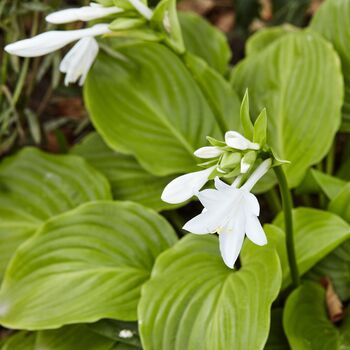 Hosta 'Royal Standard' One X Plant In A One Litre Pot, 3 of 5