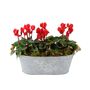 Cyclamen Floral Planted Trough – Autumn Winter Display, thumbnail 7 of 9