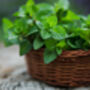 Mint Plants 'Peppermint', thumbnail 3 of 8