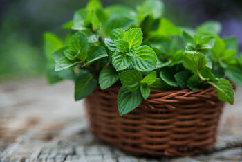 Mint Plants 'Peppermint', 3 of 8