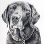 Personalised Hand Drawn Pet Portrait Made To Order, thumbnail 1 of 7
