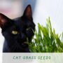 Cat Lovers Eco Grow Your Own Plant Kit, thumbnail 4 of 5