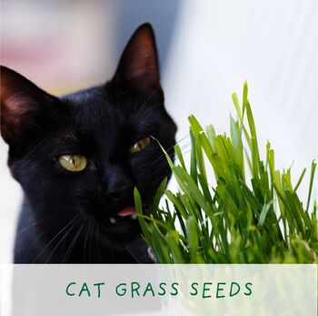 Cat Lovers Eco Grow Your Own Plant Kit, 4 of 5