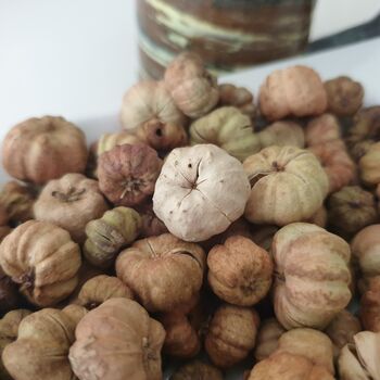 Dried Baby Pumpkin Autumn Potpourri Home Decoration Scented With Pumpkin Spice, 5 of 10