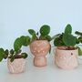 Terracotta Owl Planter With Choice Of Chinese Money Plant Pilea, thumbnail 1 of 3