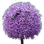 Spring Bulbs Allium 'Gladiator' 18 X Bulb Pack, thumbnail 1 of 5