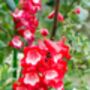 Penstemon Plants, 'Arabesque Red', thumbnail 2 of 7