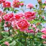 Floribunda Rose Plant 'Special Anniversary', thumbnail 5 of 5