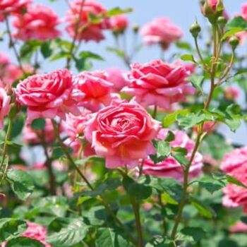 Floribunda Rose Plant 'Special Anniversary', 5 of 5