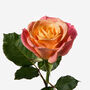 Tequila Sunrise Rose Fresh Bouquet, thumbnail 3 of 4