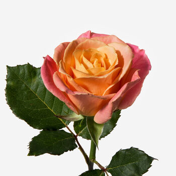 Tequila Sunrise Rose Fresh Bouquet, 3 of 4