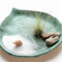 Air Plant Hanging Terrarium With Shell Drift Wood, thumbnail 4 of 4