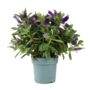 Hebe Purple Shrub – Evergreen Garden Flowering Bush, thumbnail 4 of 4