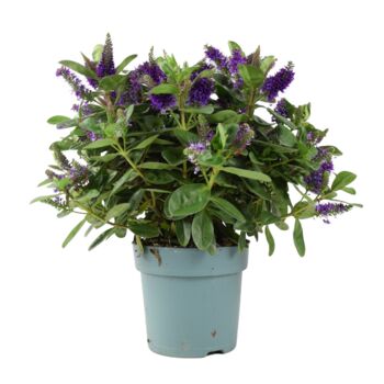 Hebe Purple Shrub – Evergreen Garden Flowering Bush, 4 of 4