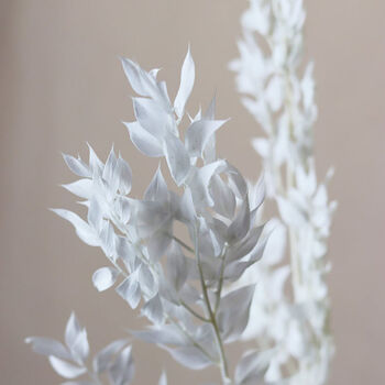 Natural Bleached White Leaf Ruscus Long Stems, 4 of 4