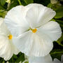Flowers Pansy 'Pure White' Six X Plant Pack, thumbnail 4 of 6