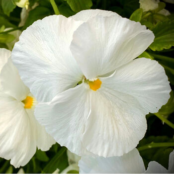 Flowers Pansy 'Pure White' Six X Plant Pack, 4 of 6