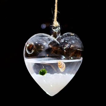 Hanging Glass Heart Vase Marimo Moss Ball, 4 of 4