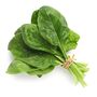 Vegetable Plants Spinach 'Renegade' Plug Pack, thumbnail 1 of 6