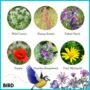 Wildflowers For Garden Wildlife Set Of Six, thumbnail 11 of 12