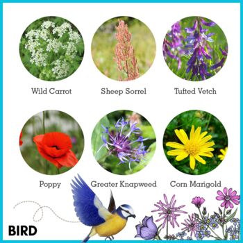 Wildflowers For Garden Wildlife Set Of Six, 11 of 12