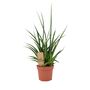 Sansevieria Punk Plant In 12cm Pot Air Purifying, thumbnail 5 of 7