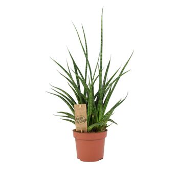 Sansevieria Punk Plant In 12cm Pot Air Purifying, 5 of 7