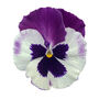 Flowers Pansy 'Cassis' 20 X Plant Pack, thumbnail 1 of 5