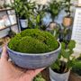 Preserved Moss In A Small Ceramic Handmade Bowl, thumbnail 2 of 8