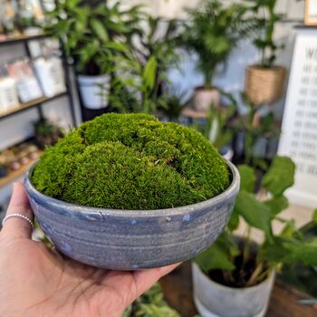 Preserved Moss In A Small Ceramic Handmade Bowl, 2 of 8