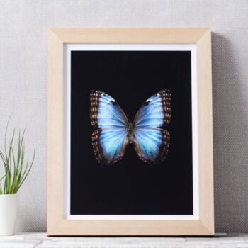 Butterfly Photographic Print, 4 of 4