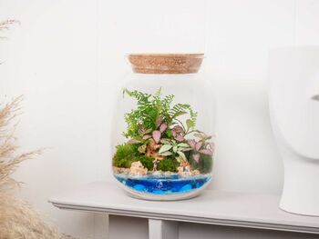 Beach Themed Terrarium Kit | 'Dominica', 7 of 12