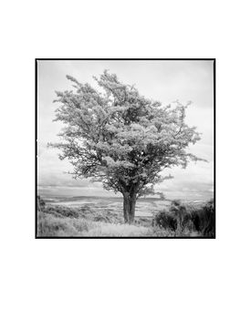 Tree I, Exmoor Photographic Art Print, 3 of 4