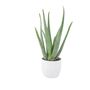 Aloe Vera Plant In 12cm Pot – Air Purifying Houseplant, thumbnail 2 of 9
