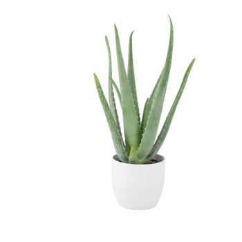 Aloe Vera Plant In 12cm Pot – Air Purifying Houseplant, 2 of 9