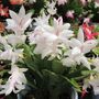 White Christmas Cactus One X Plant In 15cm Pot, thumbnail 1 of 5