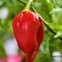 Grow Your Own Chilli Plant. Scotch Bonnet Seeds Kit, thumbnail 3 of 4