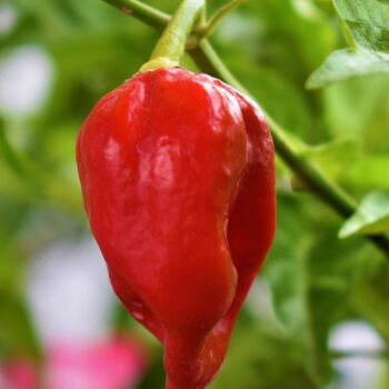 Grow Your Own Chilli Plant. Scotch Bonnet Seeds Kit, 3 of 4