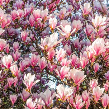 Magnolia Tree Soulangeana One Large Plant In 10 L Pot, 2 of 5