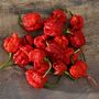 Chilli Plants 'Carolina Reaper' 1x Plant In 9cm Pot, thumbnail 5 of 9