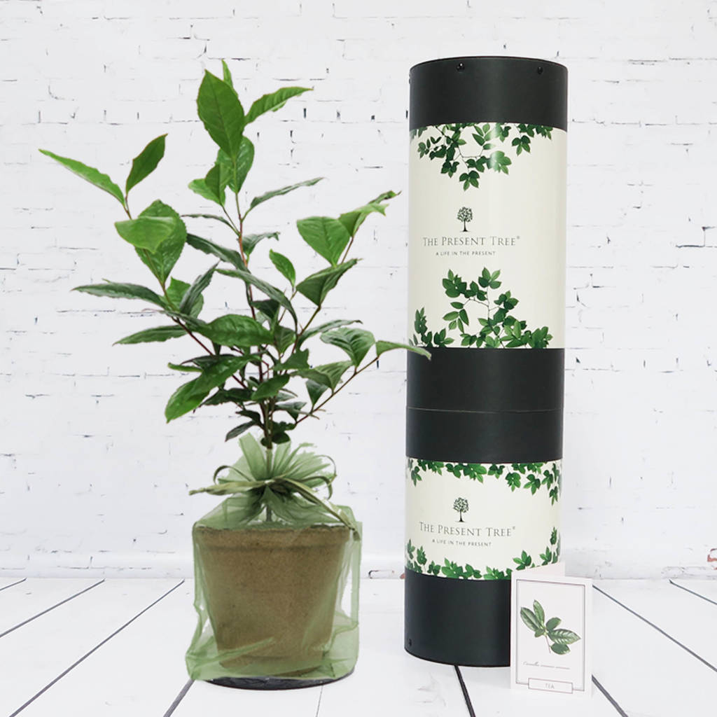 tea plant gift set by the present tree ...