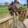 Aeonium Stem Support / Plant Support, thumbnail 8 of 11