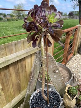 Aeonium Stem Support / Plant Support, 8 of 11