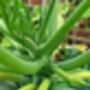 Courgette Seeds In As Seedtube, thumbnail 5 of 7