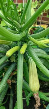 Courgette Seeds In As Seedtube, 5 of 7